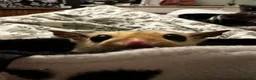 Sugar Glider rodents for sale: 2 female sugar gliders in Falmouth - Advert 5