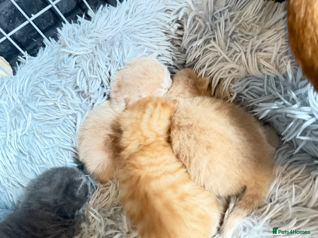 Mixed Breed cats for sale: 5 kittens  - Advert 4