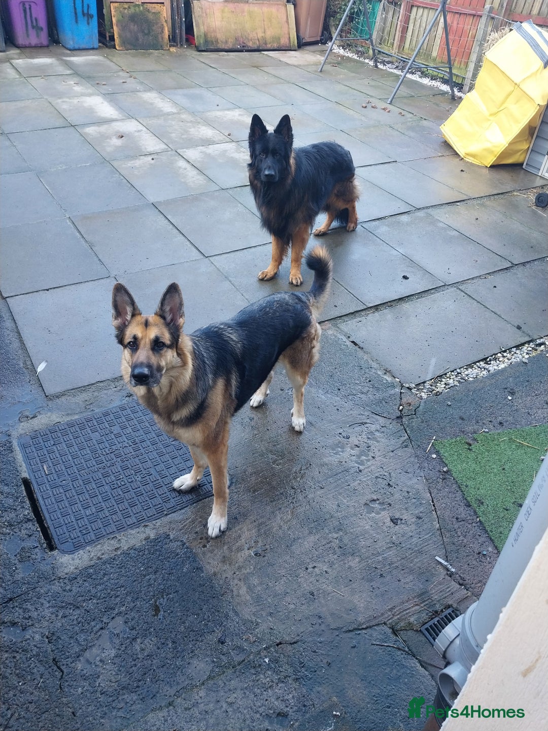 German Shepherd dogs for sale: 2 boy german shepherd puppy's  - Advert 2
