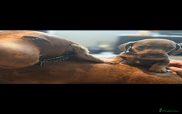 Dachshund dogs for sale: Sausage dog puppies for sale  - Image 4