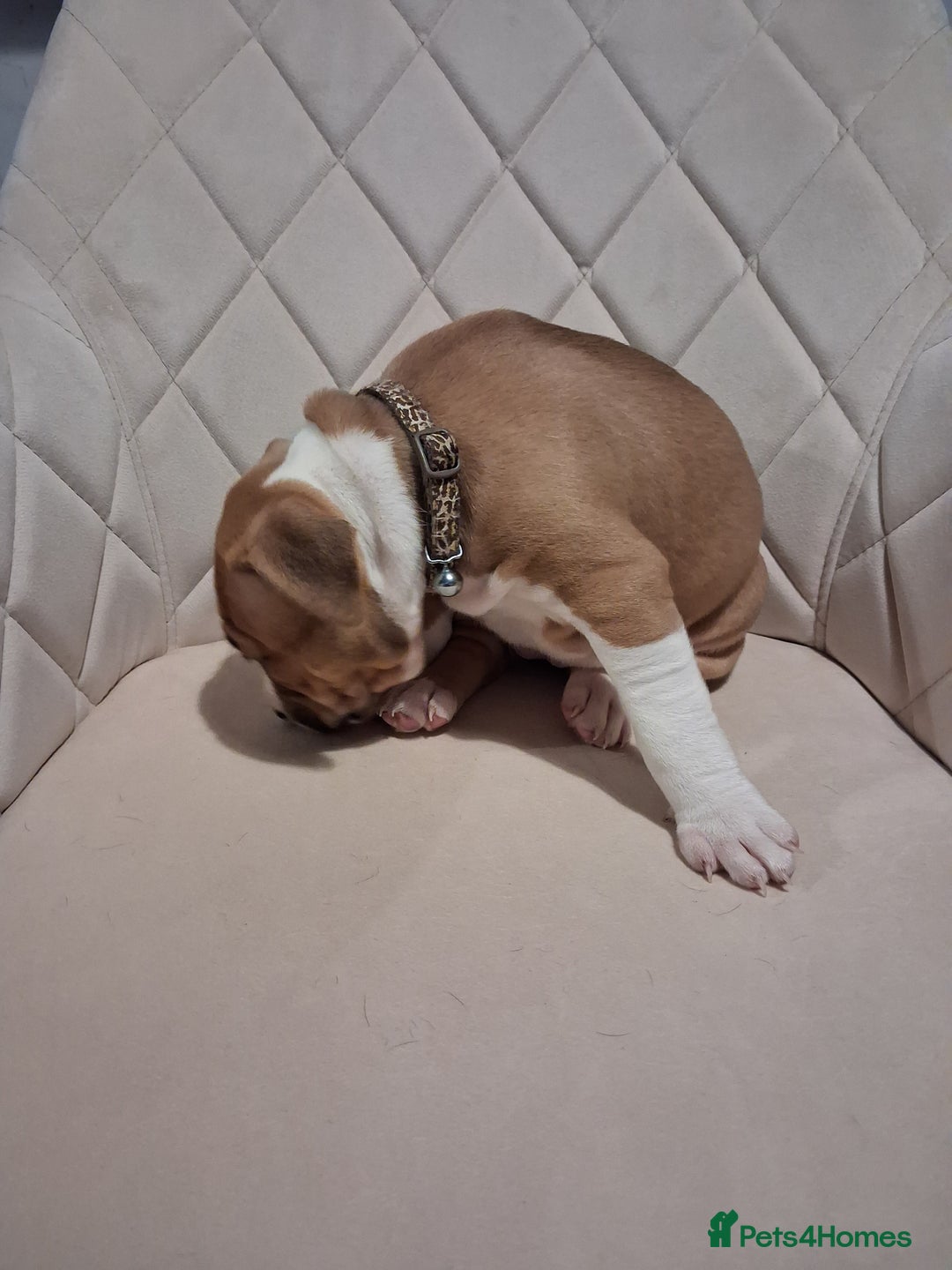Mixed Breed dogs for sale: American bully Staffordshire bull terrier Puppies  - Advert 3