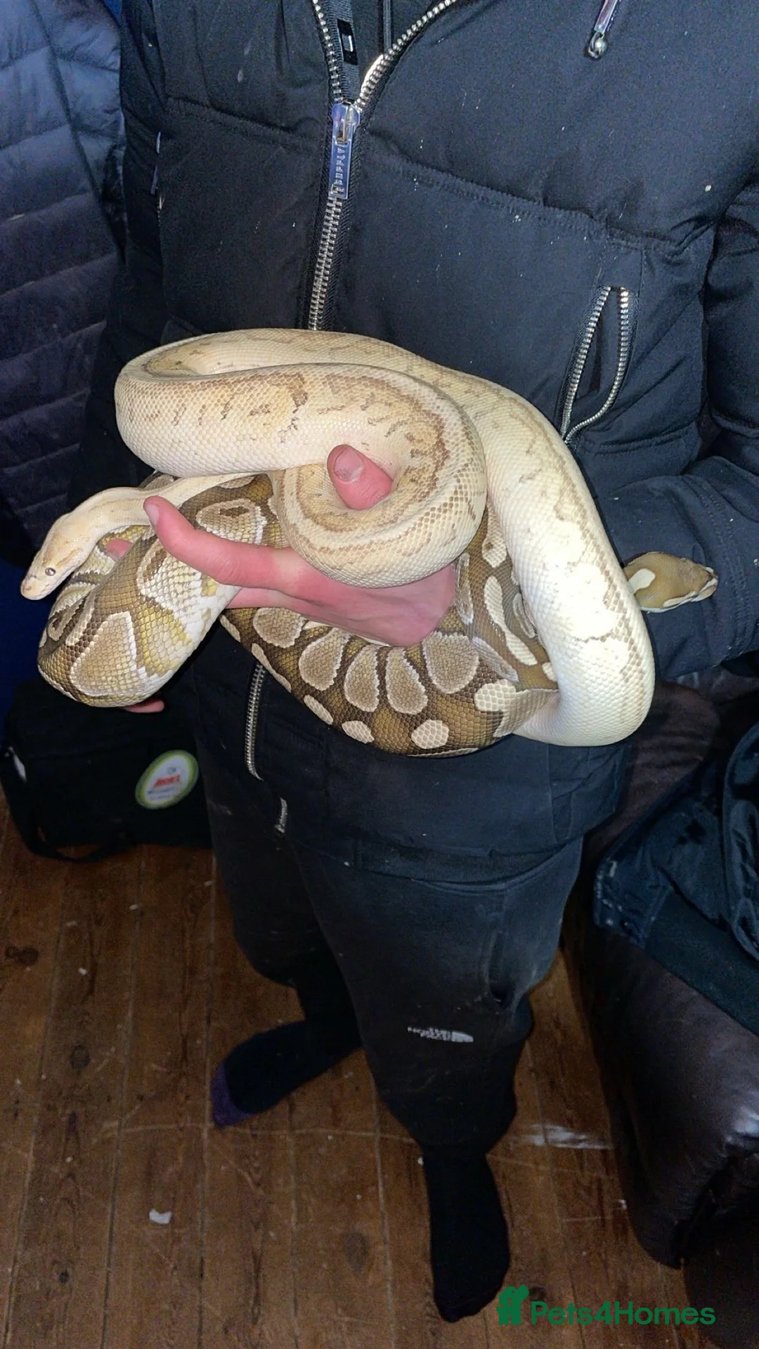 Python Snake reptiles for sale: Banana lesser pinstripe ball python - Advert 2