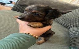 Miniature Dachshund dogs for sale: Broken coated miniature dachshunds  - Image 5