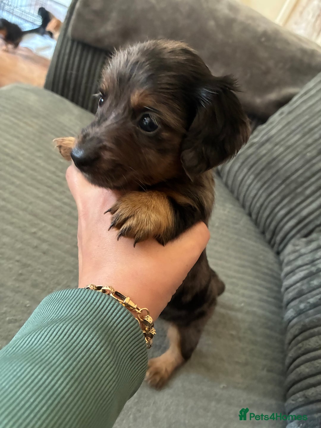 Miniature Dachshund dogs for sale: Broken coated miniature dachshunds  - Image 5