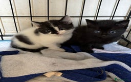 Norwegian Forest Cat cats for sale: NORWEGIAN FOREST KITTENS  - Image 5