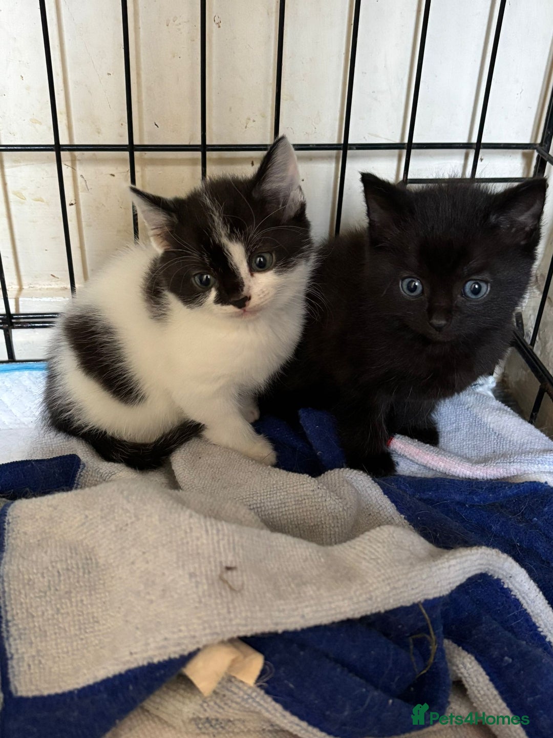 Norwegian Forest Cat cats for sale: NORWEGIAN FOREST KITTENS  - Image 5