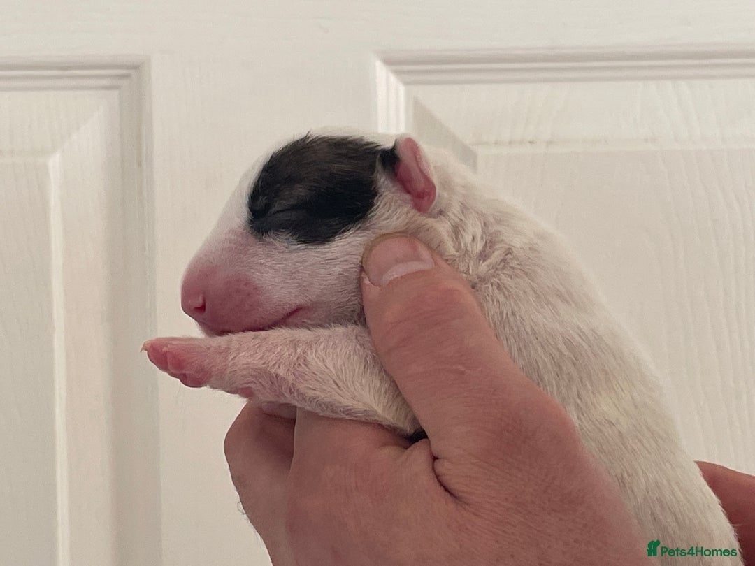 English Bull Terrier dogs for sale: Stunning Champion sired Bull Terriers pups (MALE)  - Image 5