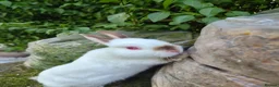 Netherland Dwarf rabbits for sale: Young Netherland dwarf buck for sale £50 in Manchester - Advert 5