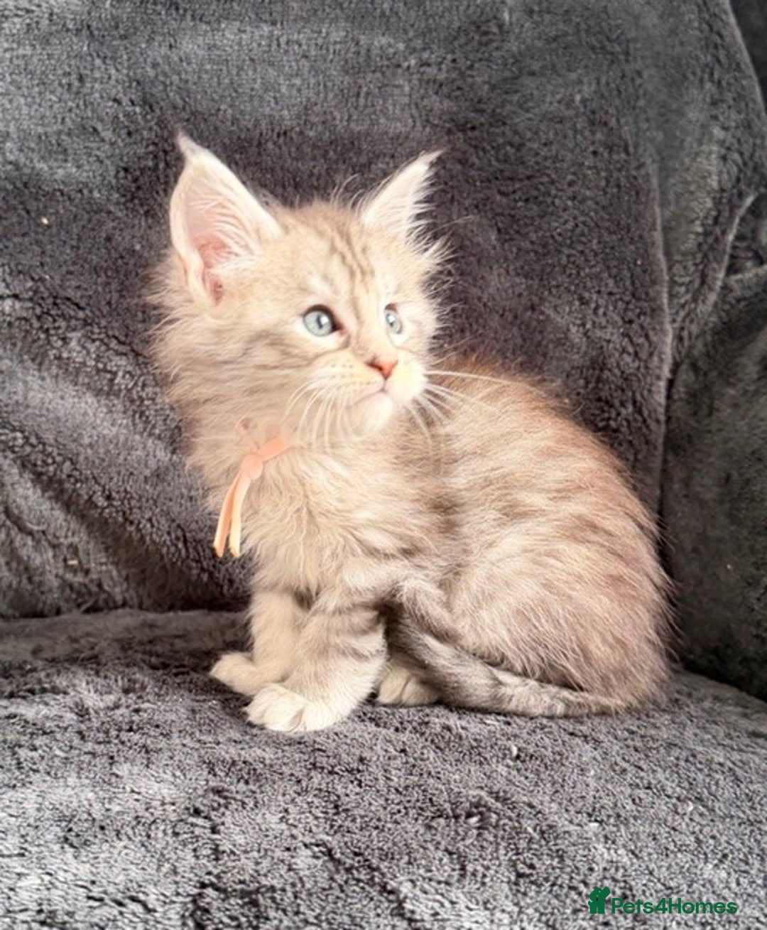 Maine Coon cats for sale: 🐾 TICA-Registered Maine Coon Kittens🐾 - Advert 39