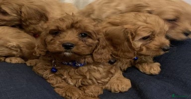 Cavapoo dogs - Advert 5