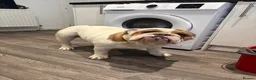 English Bulldog dogs for stud: KC English Bulldog Stud - Advert 4