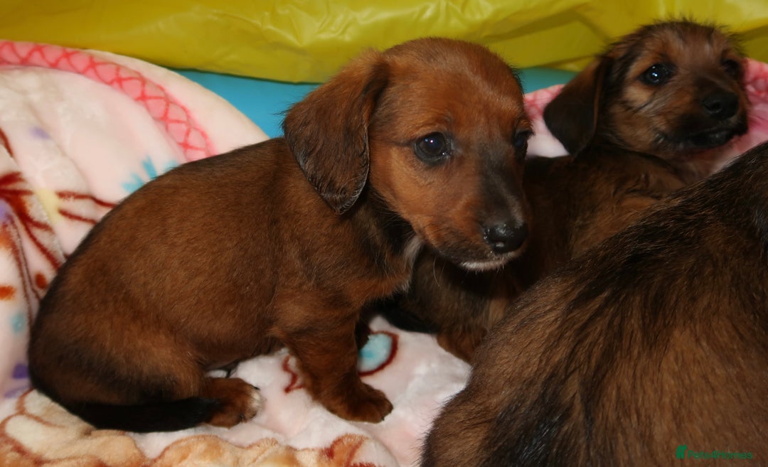 Mixed Breed dogs for sale: Dachshund cross jack russel pups - Image 8