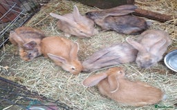 Continental Giant rabbits for sale: Continental Giant RARE HARLIE COLOURED DOE  READY - Image 7
