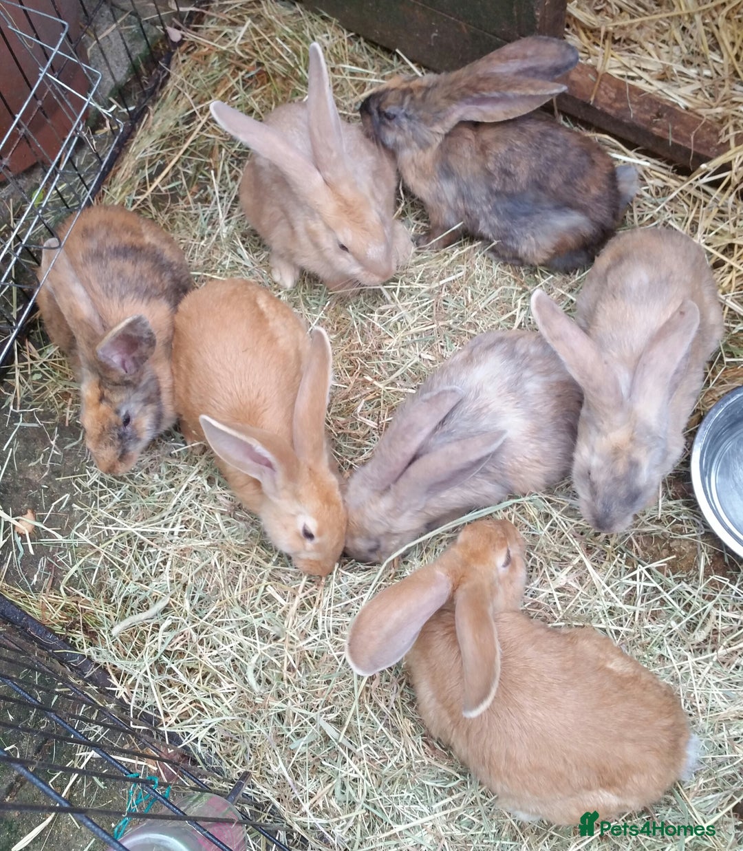 Continental Giant rabbits for sale: Continental Giant RARE HARLIE COLOURED DOE  READY - Image 7