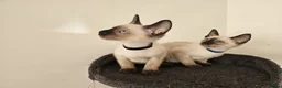 Siamese cats for sale: Beautiful Siamese Kittens - Advert 3