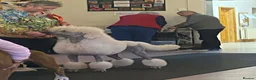 Standard Poodle dogs for sale: KC Standard Poodles due September - Advert 5