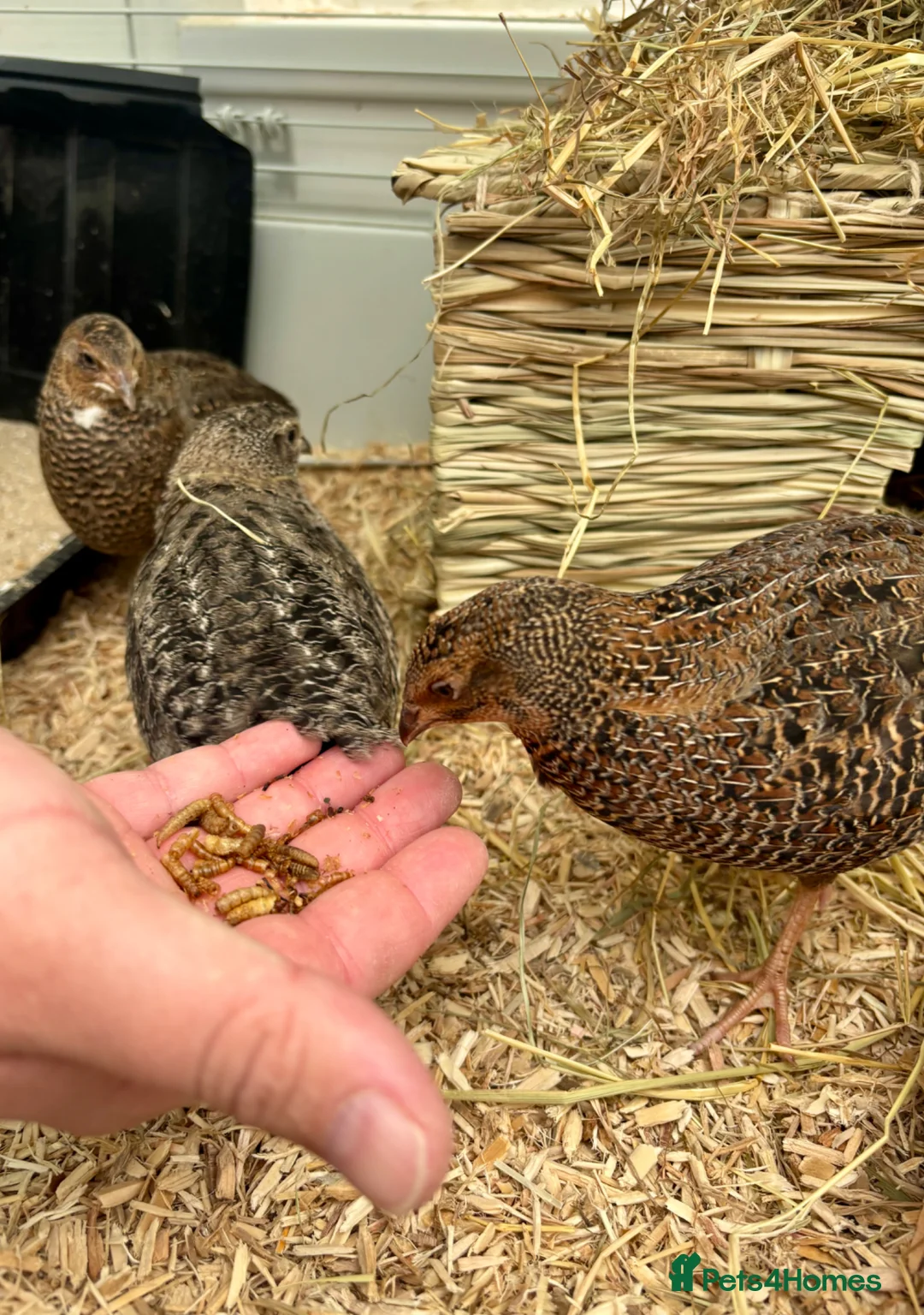 Quail poultry for sale: HATCHING SOON! Coturnix Quail Chicks - Advert 5