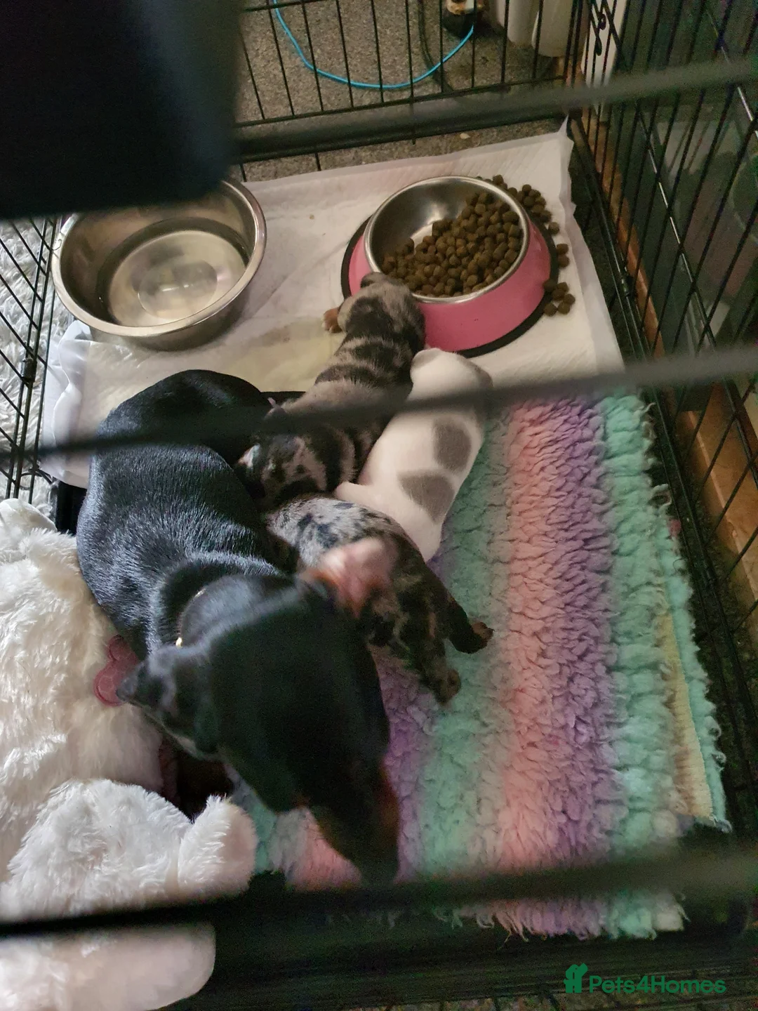 Dachshund dogs for sale: 2 Smooth Haired Dachsunds - Advert 1