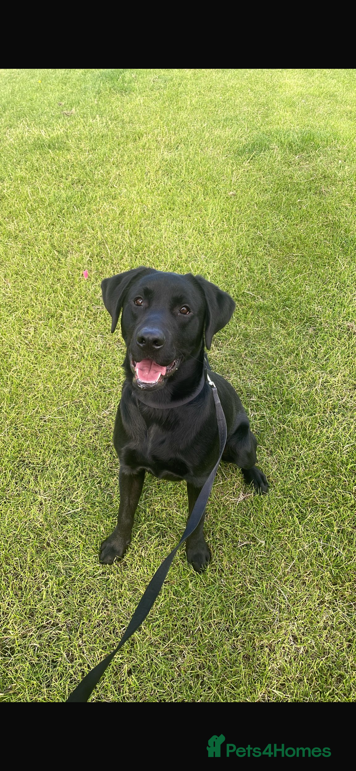 Labrador Retriever dogs Looking for good home - Advert 1