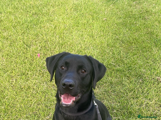 Labrador Retriever dogs Looking for good home - Advert 1