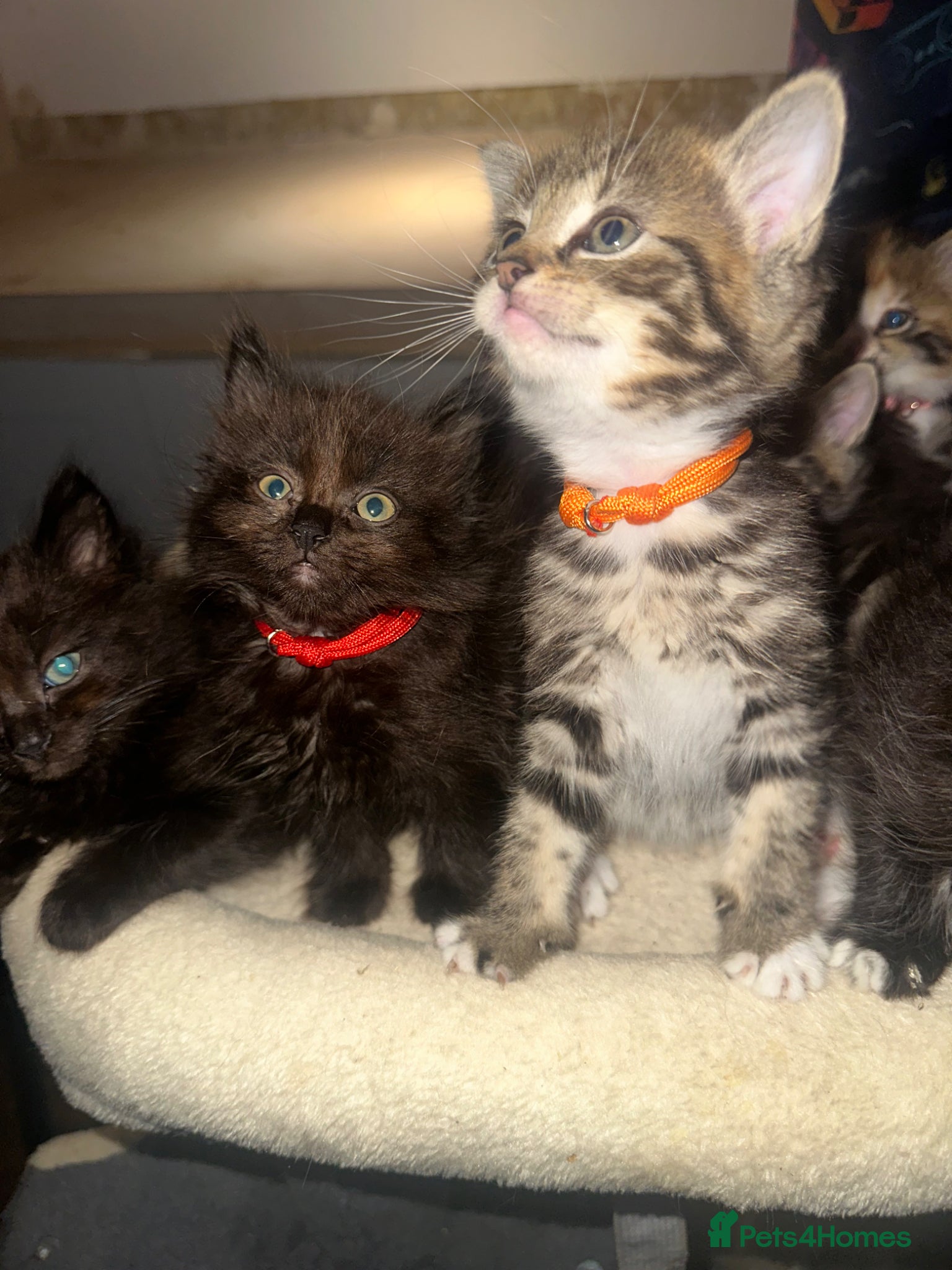 Mixed Breed cats for sale: Bengal cross ragdoll - Advert 10