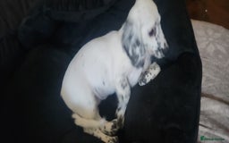 Dachshund dogs for sale: Sale of Stunning Dachshund Puppies starting at  - Image 14