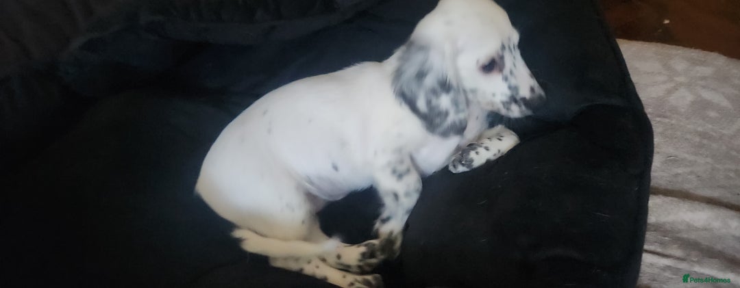 Dachshund dogs for sale: Sale of Stunning Dachshund Puppies starting at  - Image 14