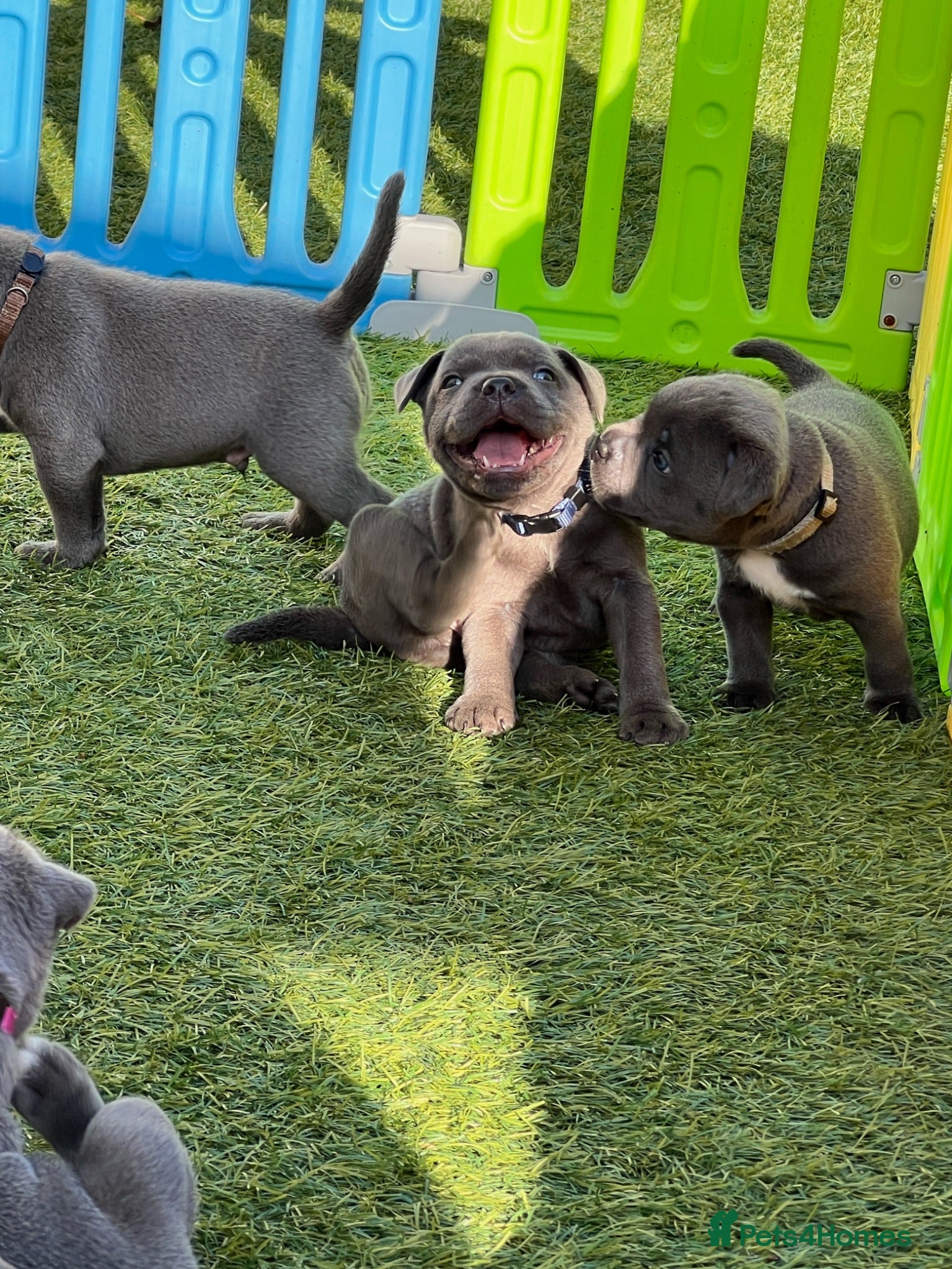 Staffordshire Bull Terrier dogs Gorgeous blue KC Staffy Pups *Champion Bloodlines* - Advert 1