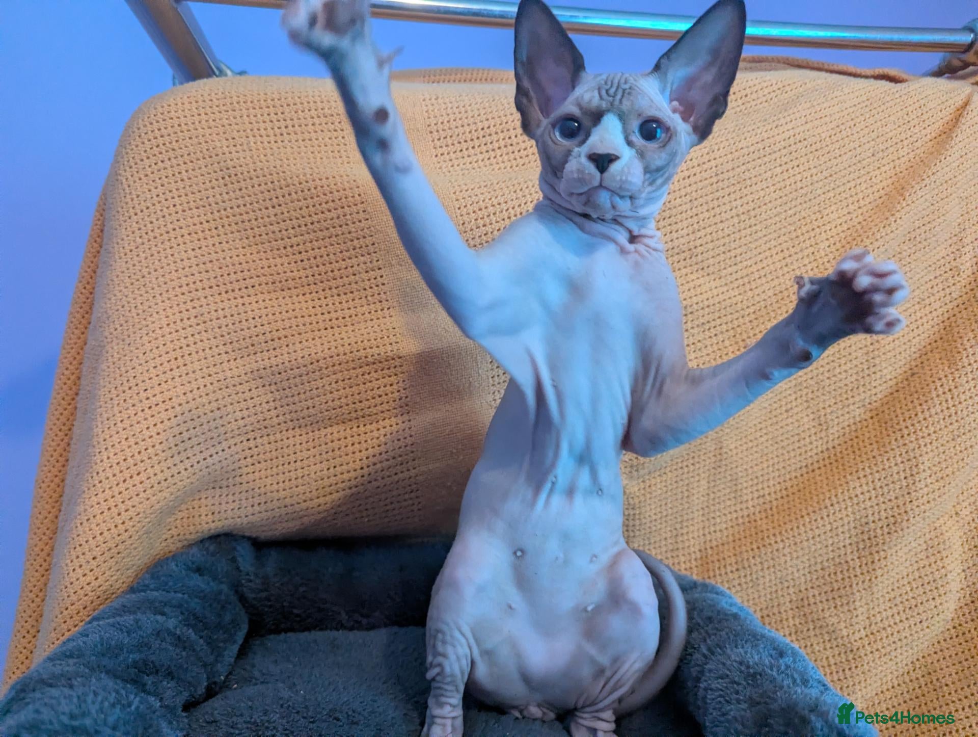 Sphynx cats *PEDIGREE SPHYNX* TICA REGISTERED - 3 LEFT - Advert 1