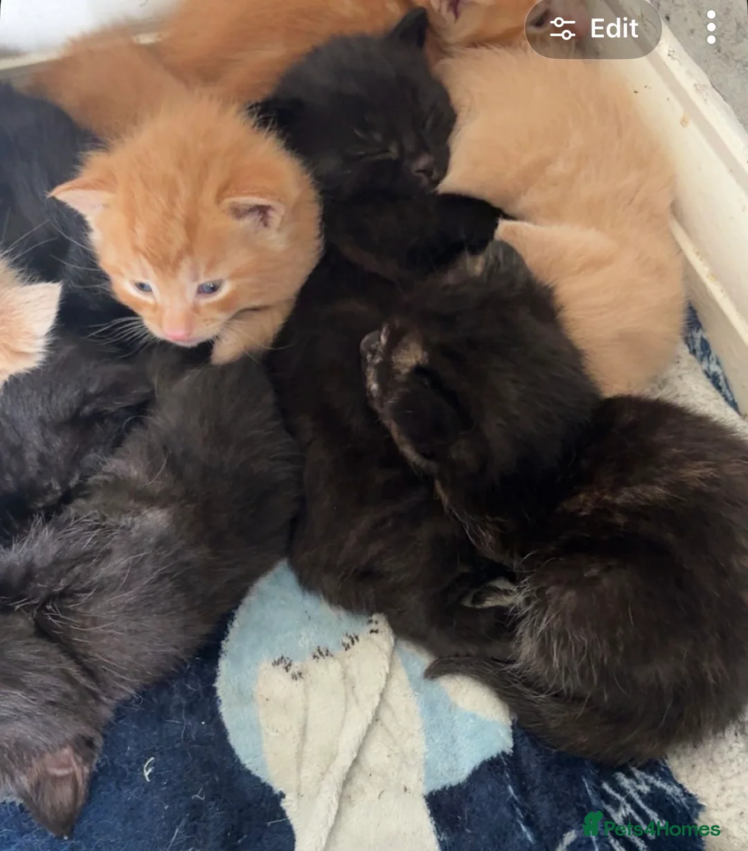 British Shorthair cats for sale: Beautiful mixed kittens  - Advert 12