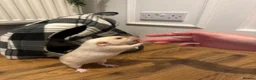 Rat rodents for sale: 4rats & full cage set up  - Advert 4