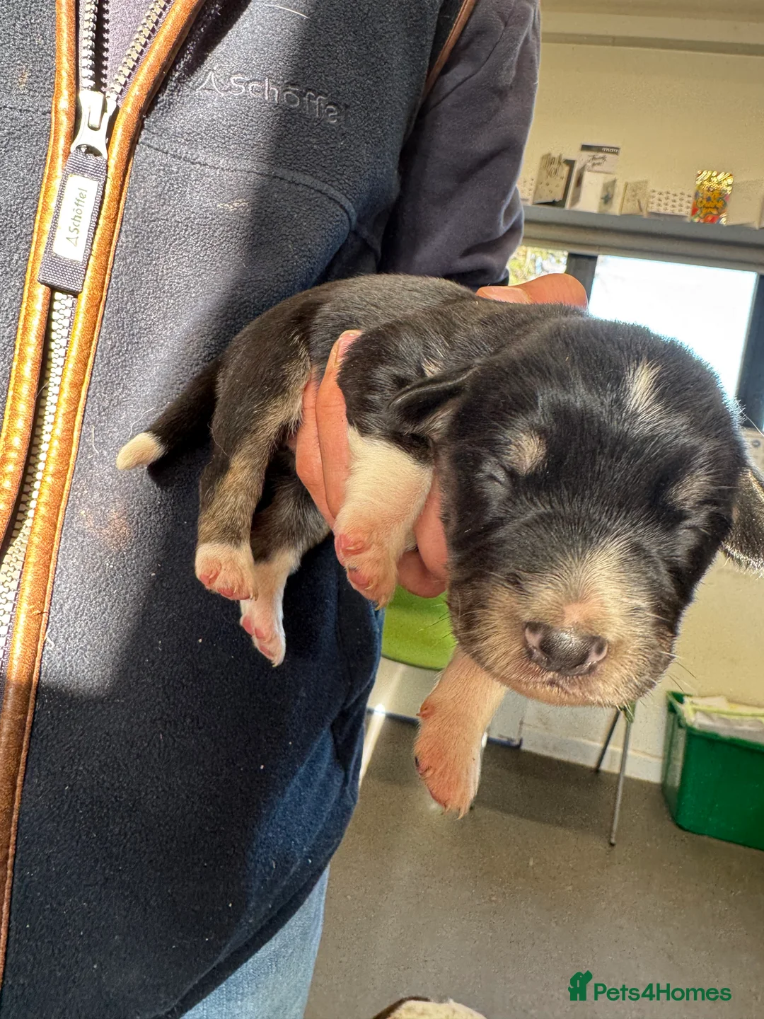 Sprollie dogs for sale: Beautiful Sprollie puppies - Advert 27