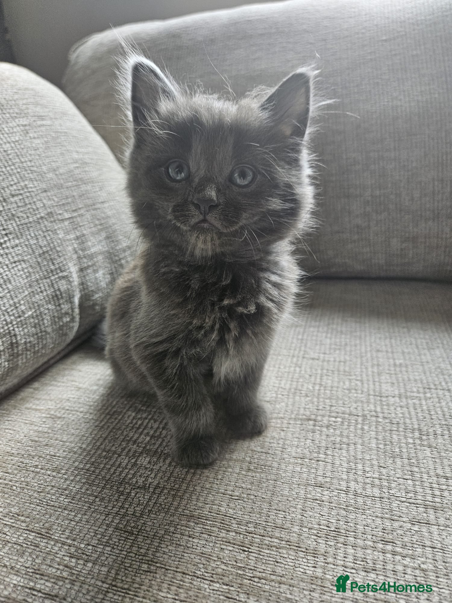Mixed Breed cats Two male kittens blue/grey - Advert 1