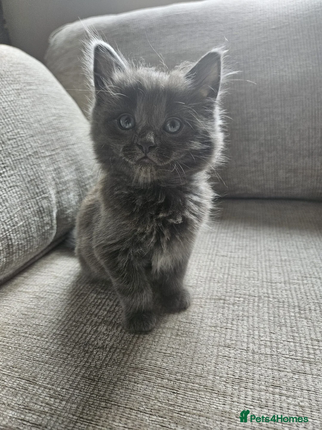 Mixed Breed cats for sale: Two male kittens blue/grey - Advert 1