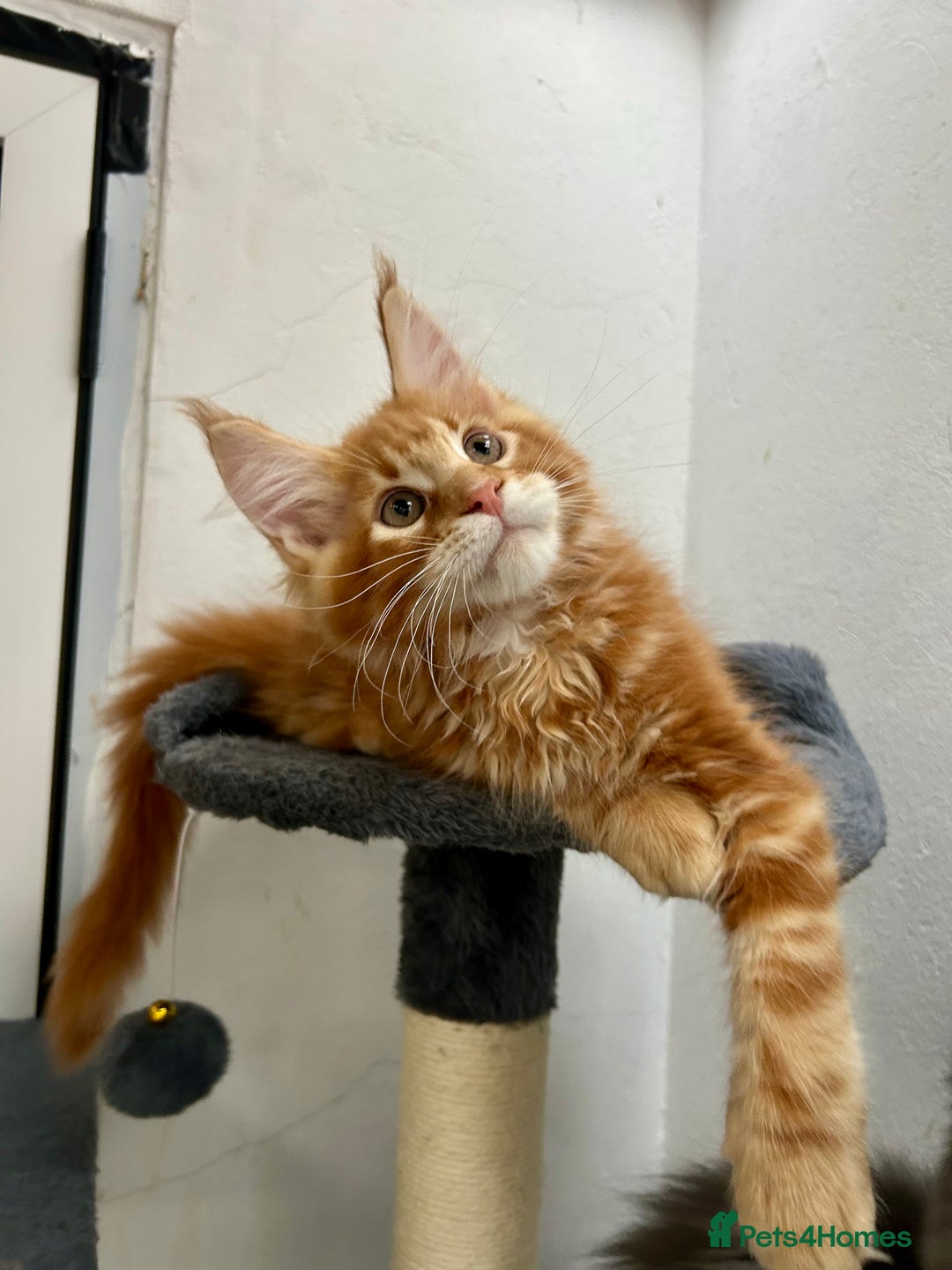 Maine Coon cats for sale: Pedigree TICA Registered Maine Coon Kittens - Image 15