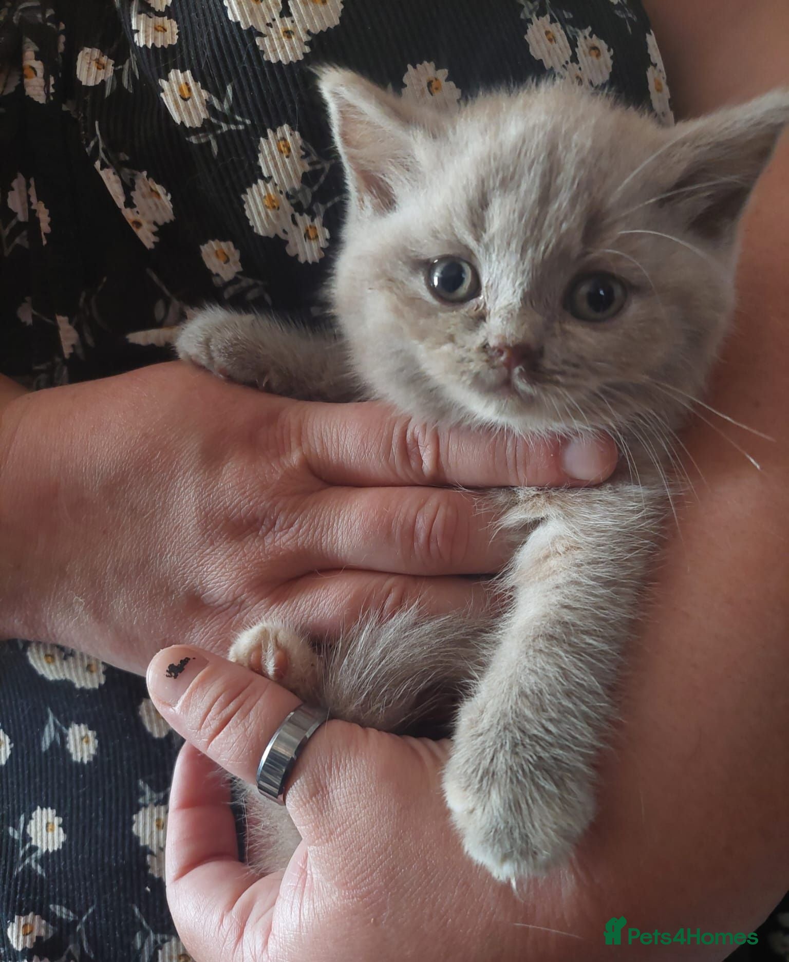 British Shorthair cats 💜 Precious Litter Of BSH Kittens 💜 - Advert 2