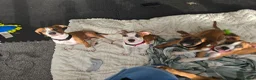Mixed Breed dogs for sale: Ridgeback/American terrier/ english bulldog mix  in Coventry - Advert 23