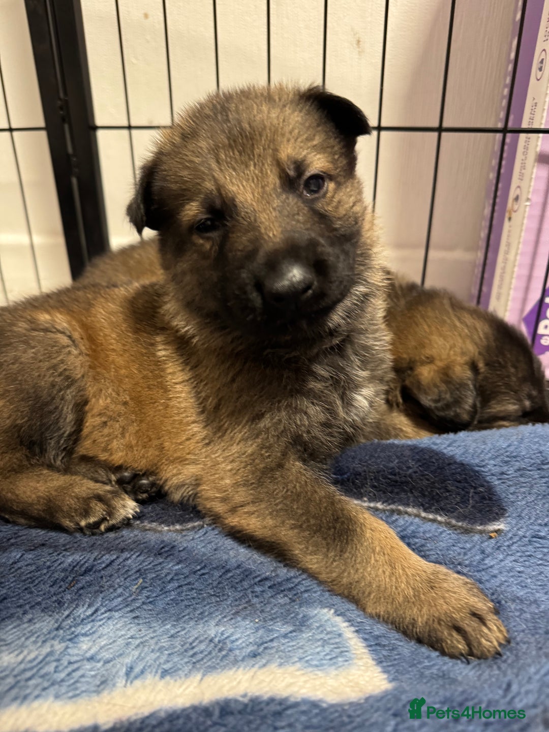 German Shepherd dogs for sale: German Shepherd Puppies  - Image 27