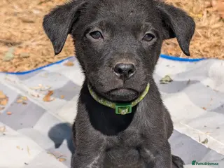 Mixed Breed dogs Beautiful Lab x rotty pups - Advert 1