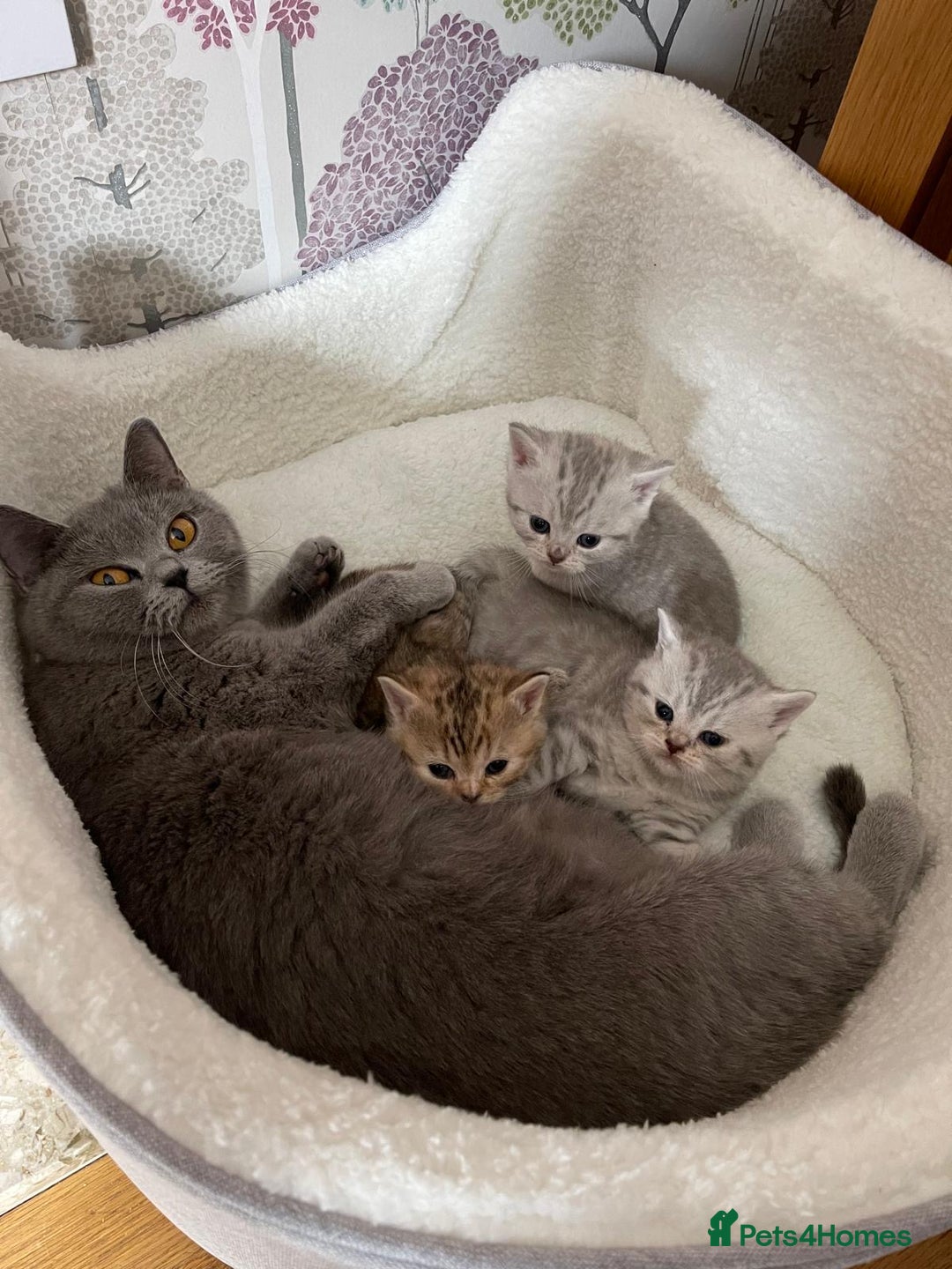 British Shorthair cats for sale: British Shorthair Kittens  - Image 5