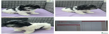 Havanese 6