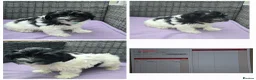 Havanese dogs for sale: 9 Purebred Havanese puppies,7 weeks look.new home - Advert 9