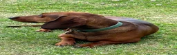 Dachshund dogs for sale: Chester is looking for a new home - Advert 3