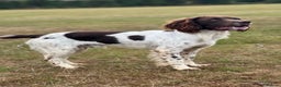 English Springer Spaniel dogs for sale: English Springer Spaniel Puppies - Advert 27