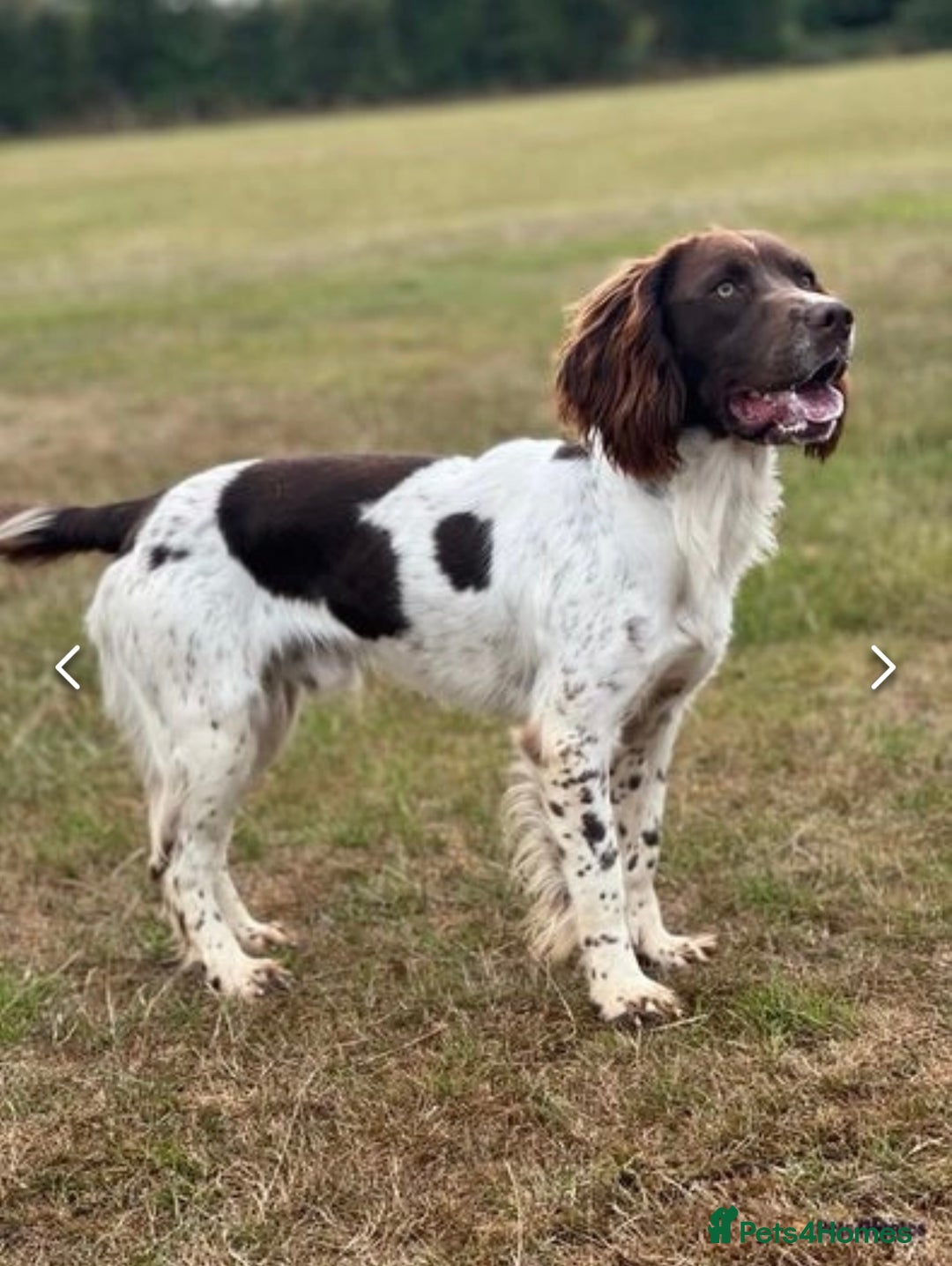 English Springer Spaniel dogs for sale: English Springer Spaniel Puppies - Advert 27