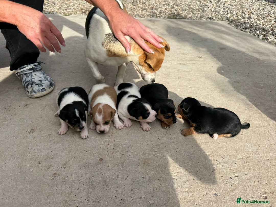 Jack Russell dogs for sale: Puppy jack Russel  - Image 4