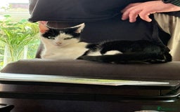Mixed Breed cats for sale: 7 kittens for sale  - Image 10