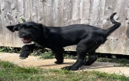 Goldendoodle dogs for sale: READY TO LEAVE - DNA health tested Puppies - Image 31