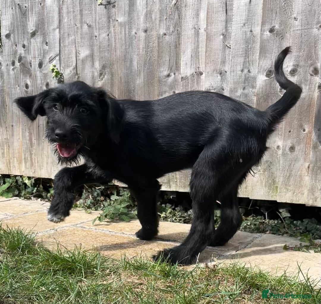 Goldendoodle dogs for sale: READY TO LEAVE - DNA health tested Puppies - Image 31