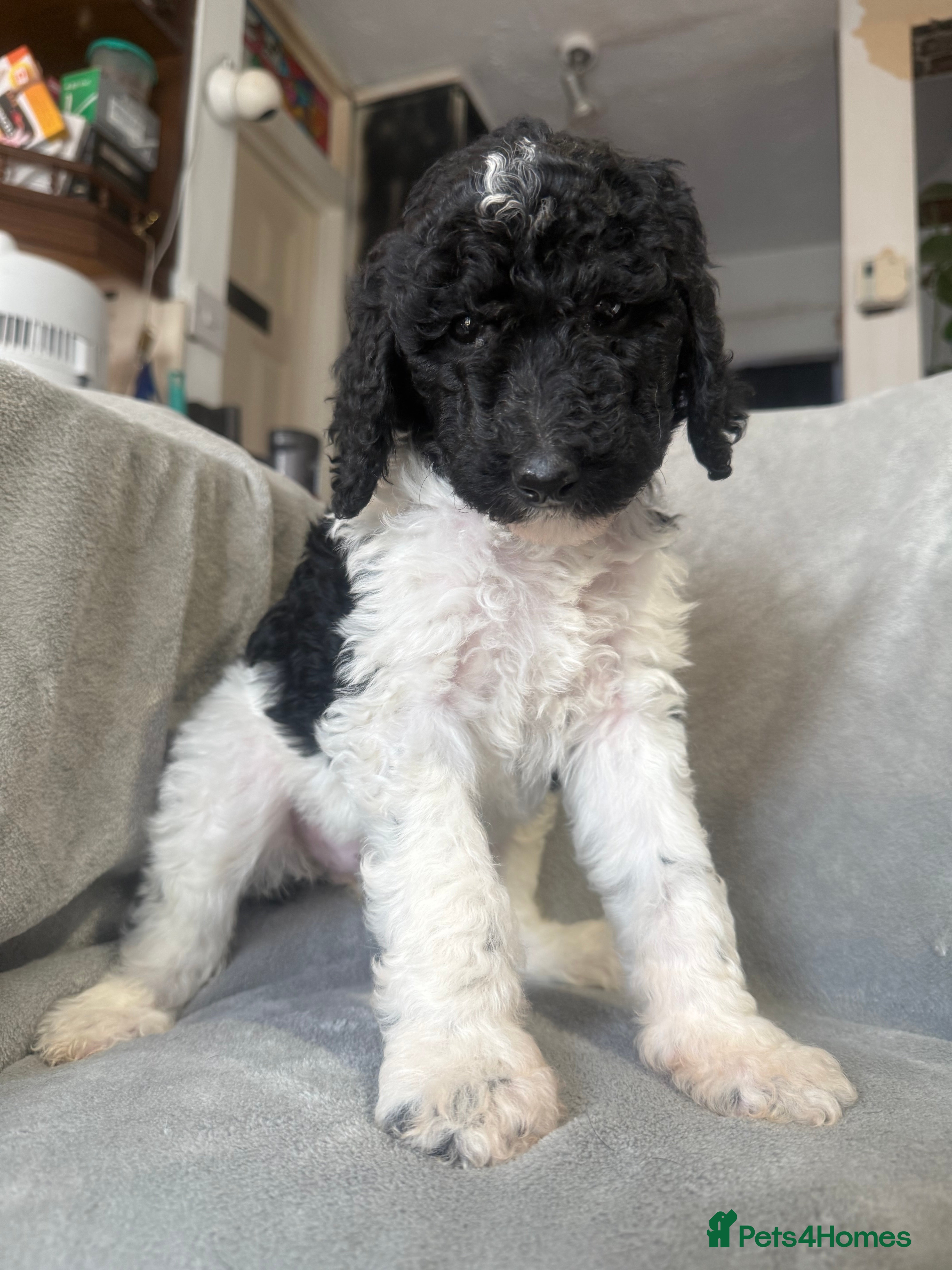 Standard Poodle dogs Standard poodle puppies  - Advert 5
